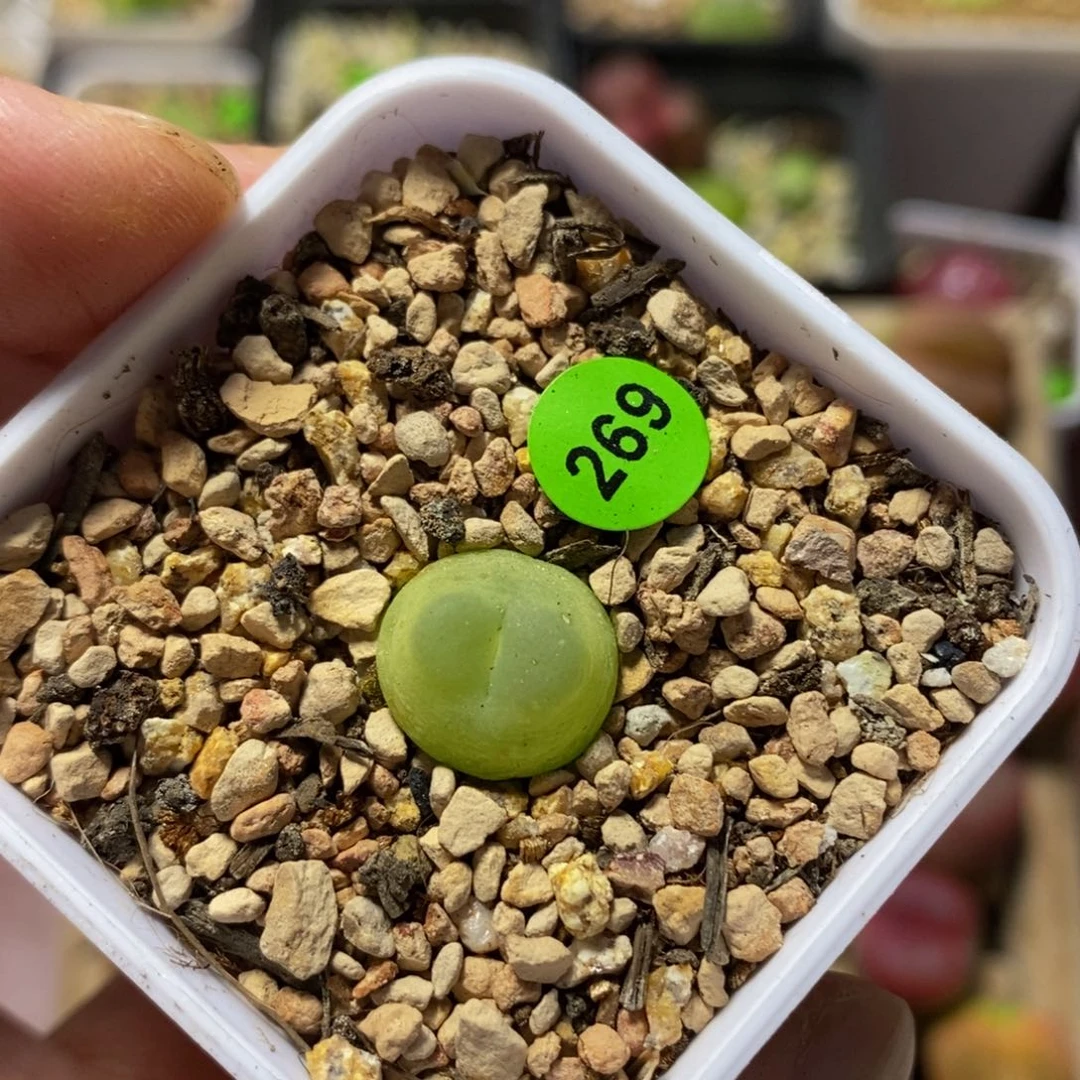 拉登1.3多肉植物269