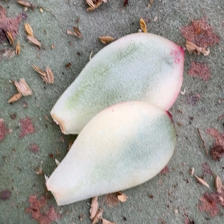 月亮石叶片一物一拍