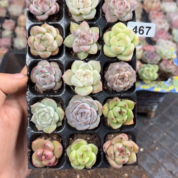 精品多肉直播间467