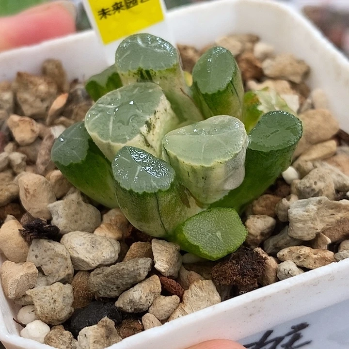 129蜃气楼万象锦一物一拍