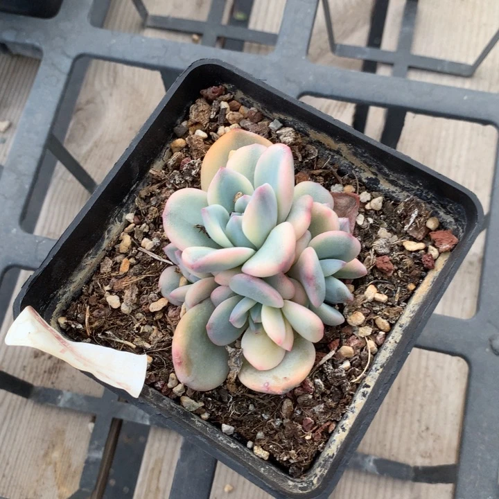 无花朵既****要梦露锦多肉植物
