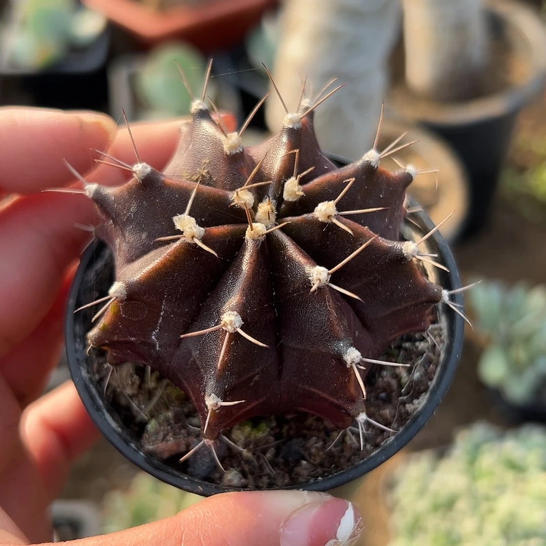 多肉植物黑寡妇球