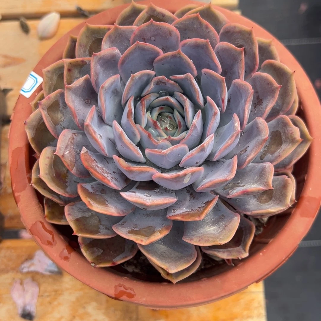 多肉植物单头菲欧娜