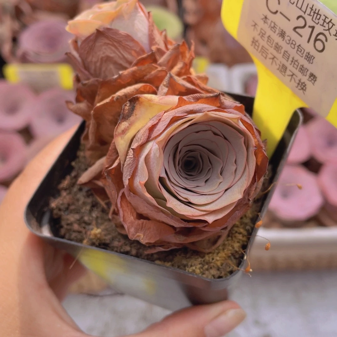 山地玫瑰C216满38包邮裸根发货