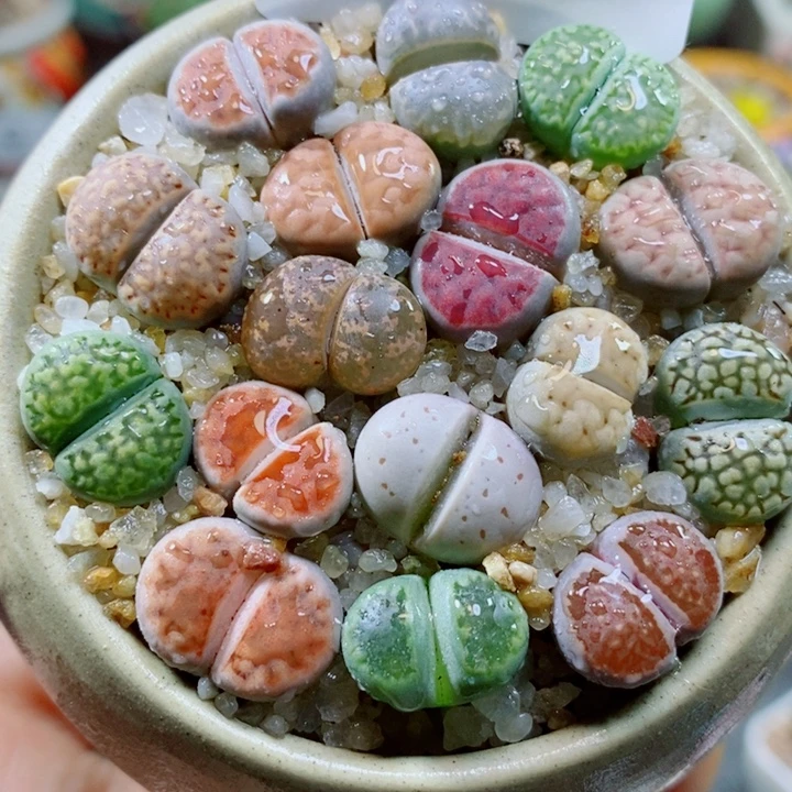 生石花花花花花花花454