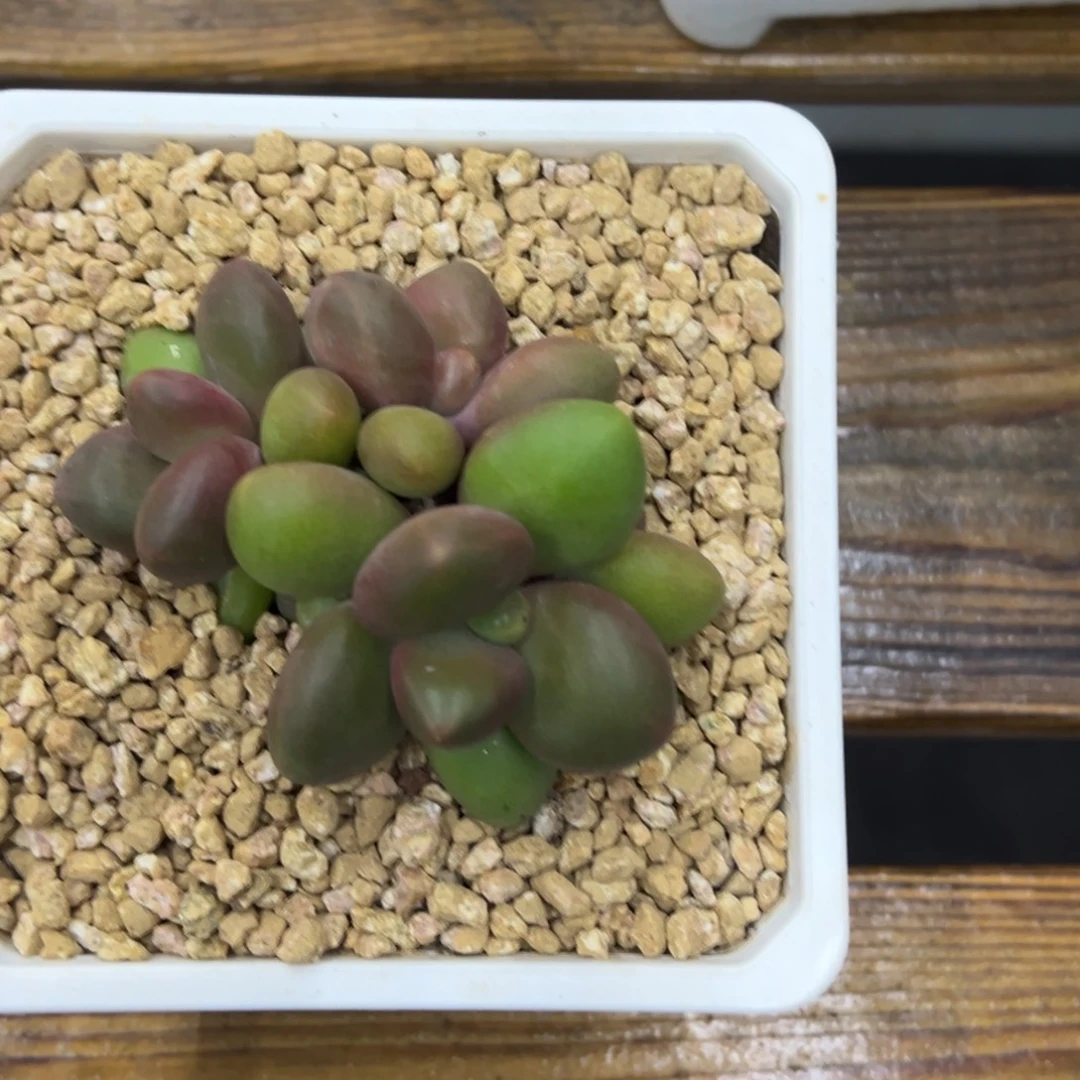 张张精品多肉芒果奶