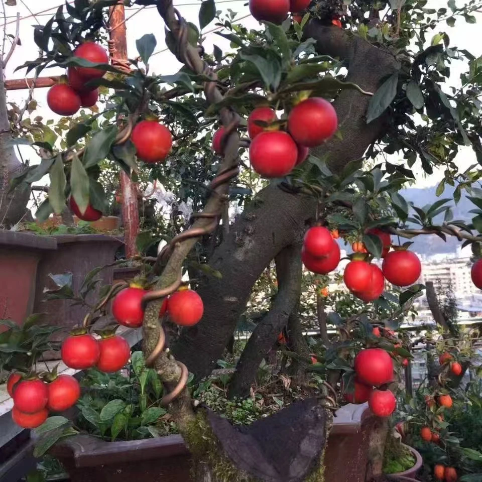 敏敏金蝉子盆景园艺场