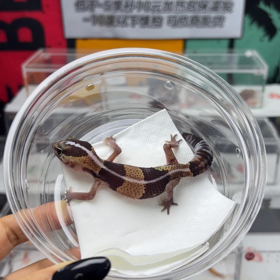 肥尾守宫原色直线h橘白 妹妹 V089