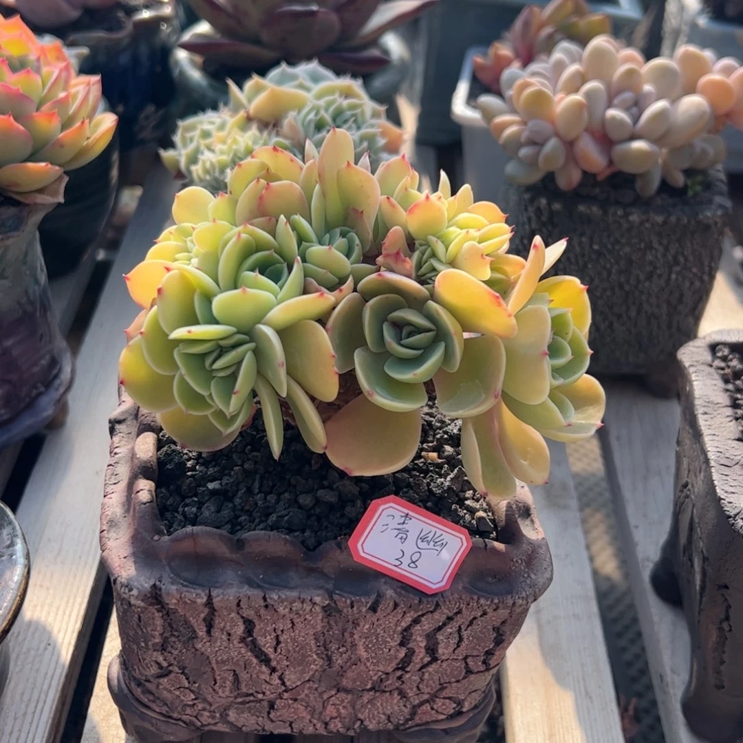 多肉植物多肉植物