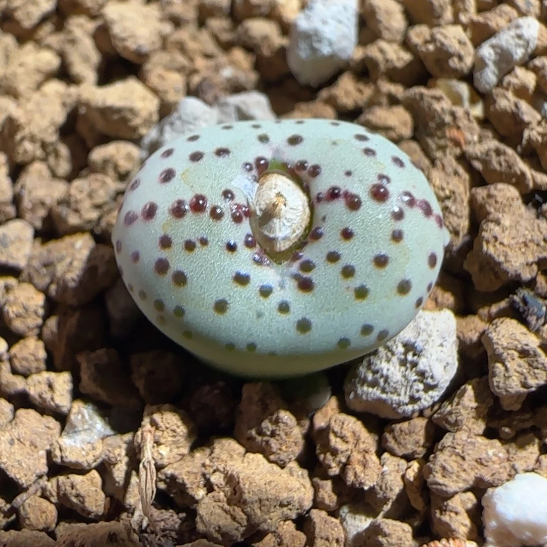 肉锥多肉植物组合-火龙果安贞1152