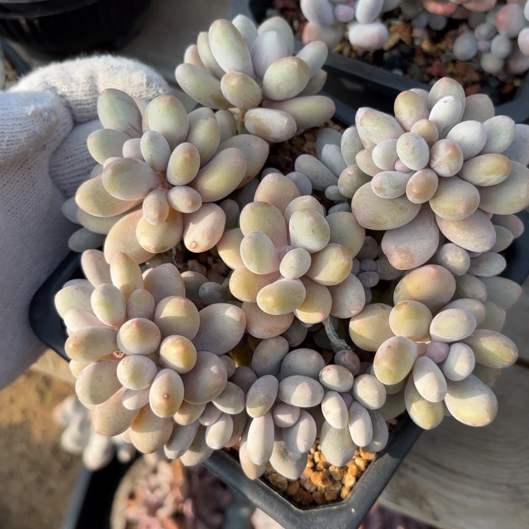 无花朵蛋黄奶无砍自然群