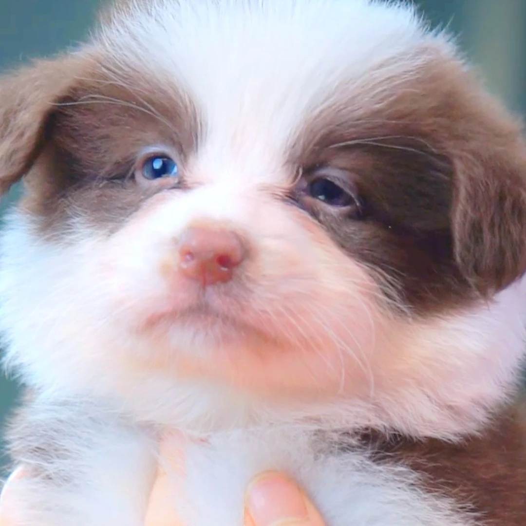 边境牧羊犬— 咖啡弟弟