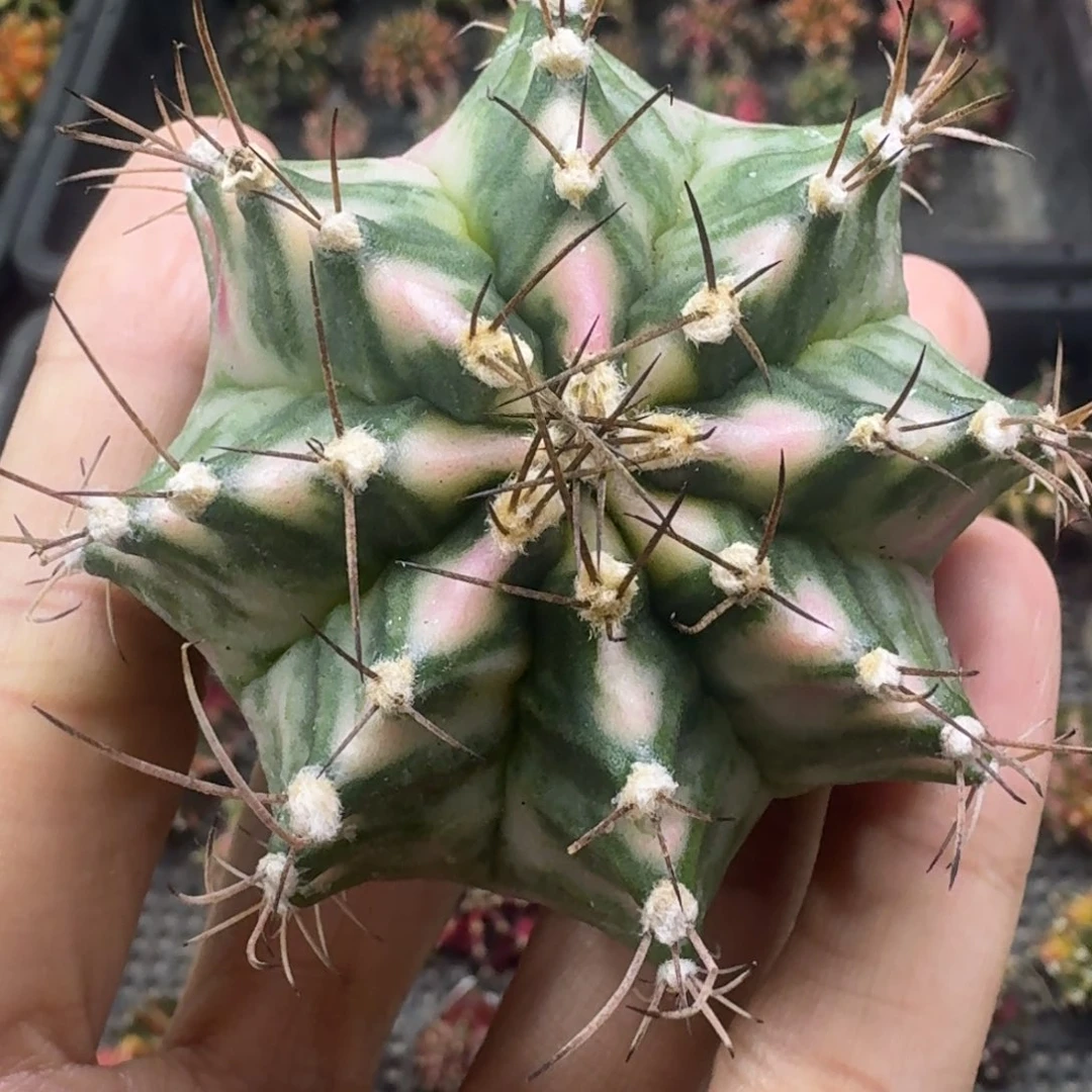 泰球粉砖米哈锦18号