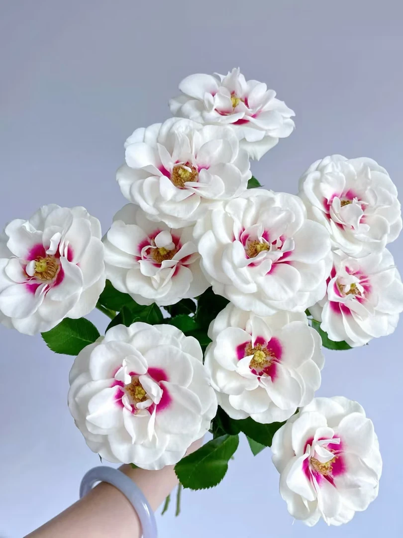 【花涧十顷】桥边之约-多头玫瑰（注意带包装醒花哦）