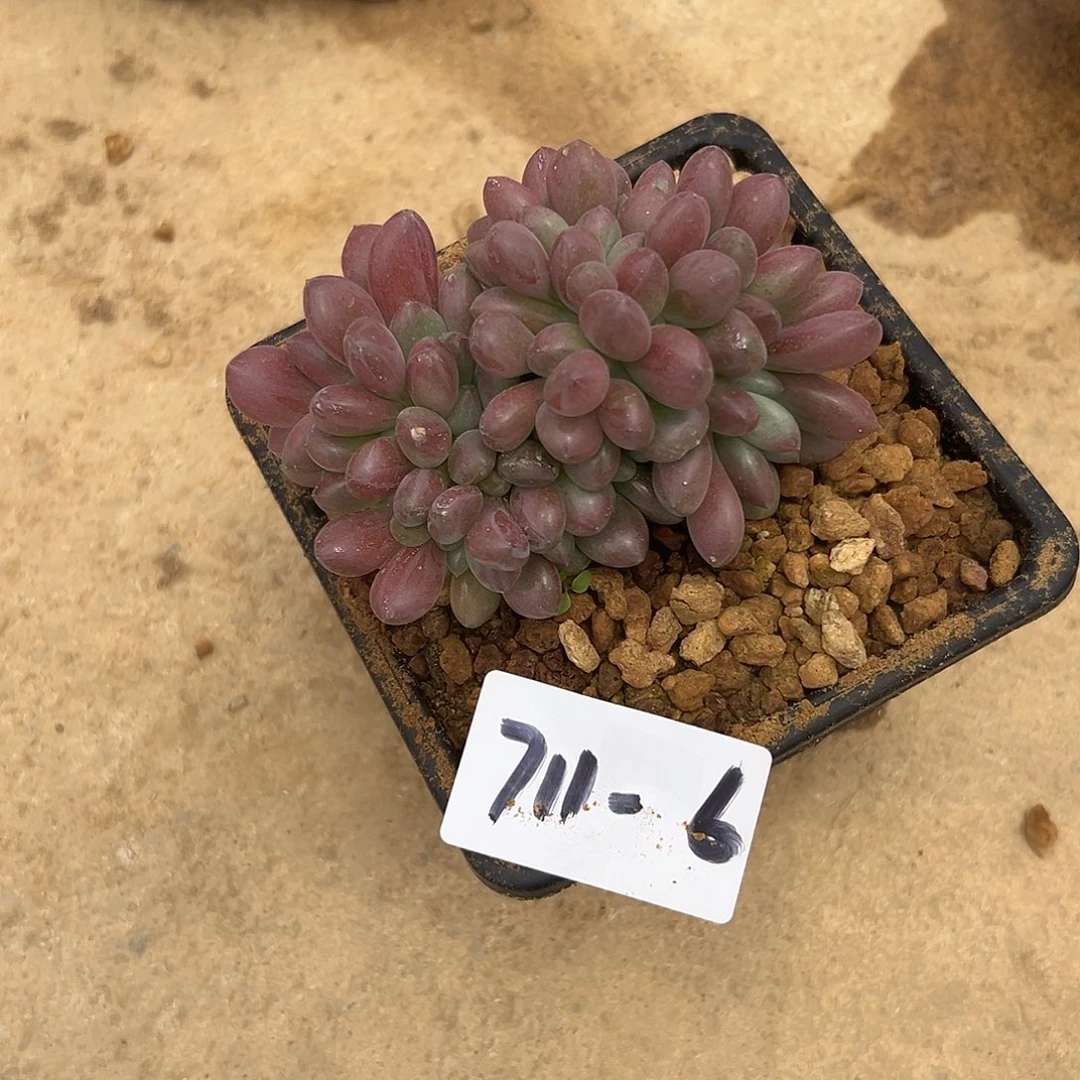 雨***石711-6初音缀化多肉