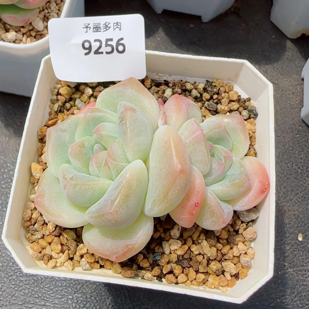 太妃糖，9256多肉植物