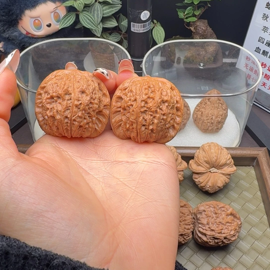 核桃血麒麟（微修打底）39