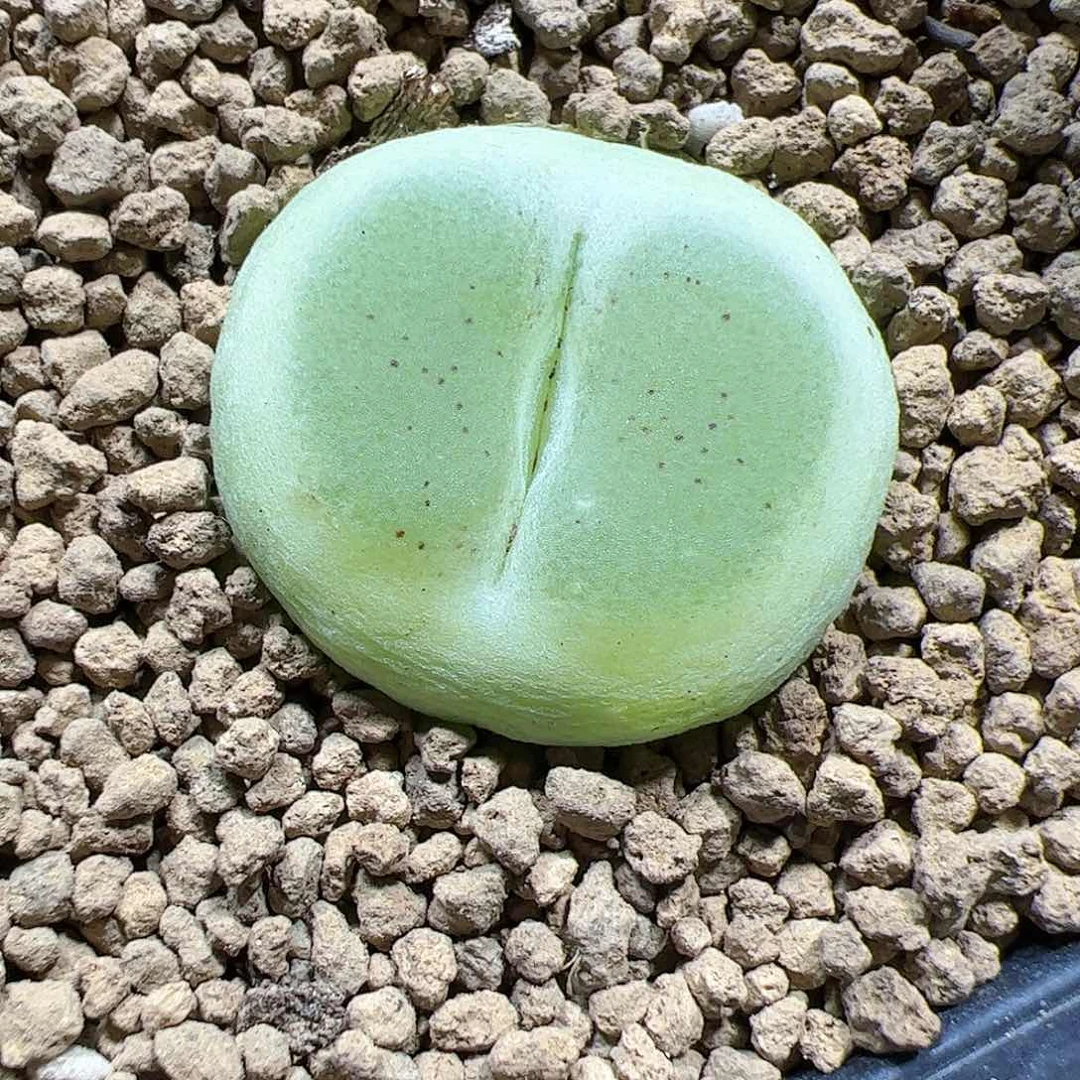 【闪购商品】11 福利