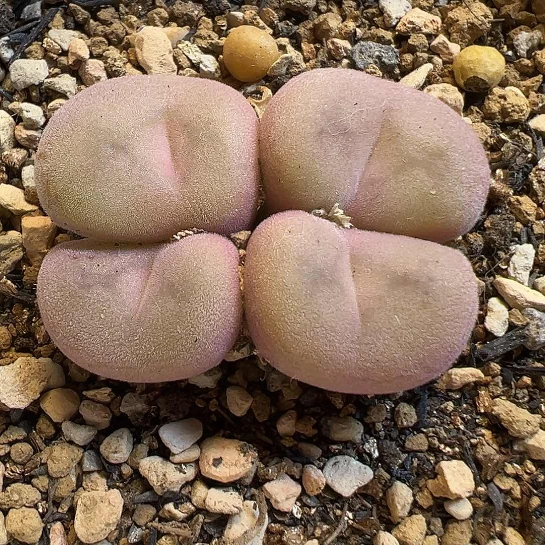 085多肉植物种类多样