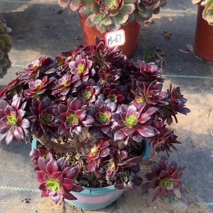 13-67安娜处理不售后多肉