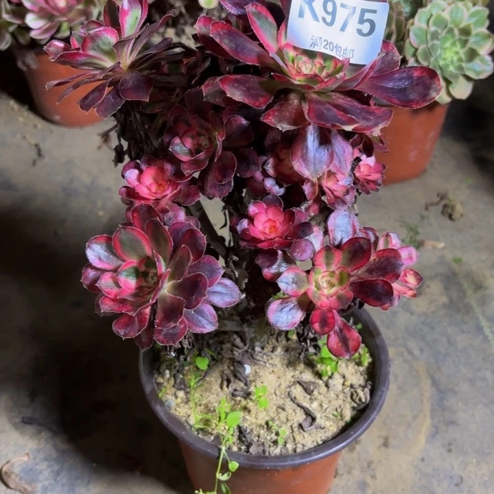 瑞妈，。。。？。975香，