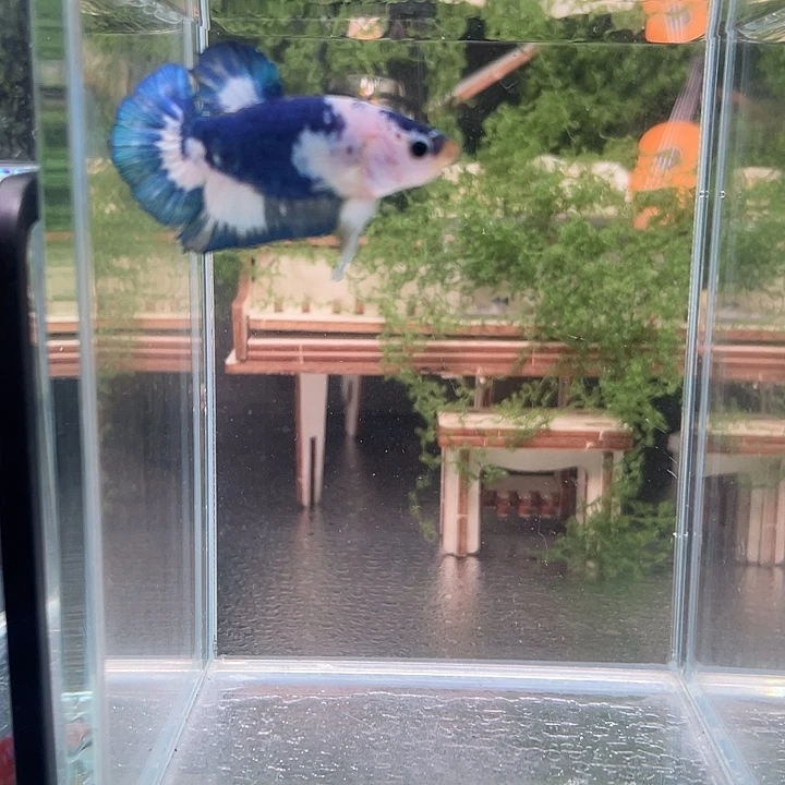 斗鱼活体不退不换谢谢