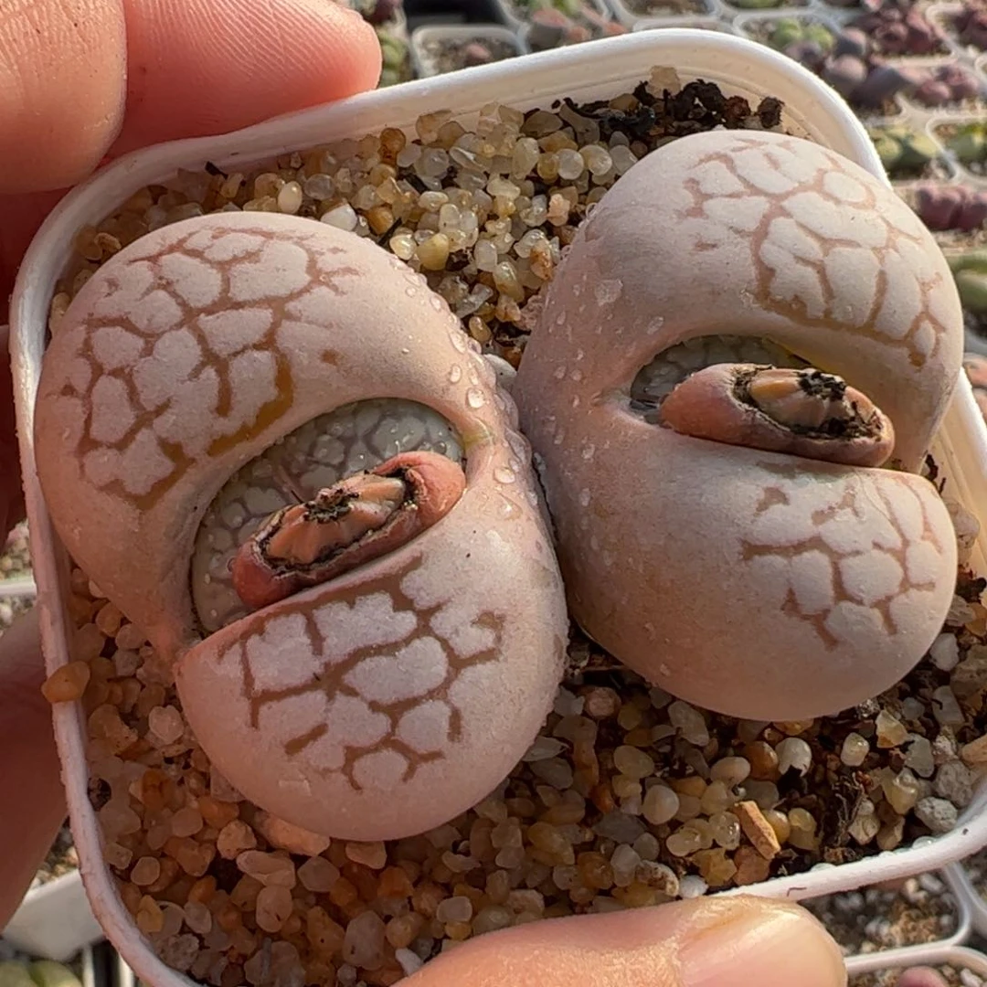 .741多肉植物组合