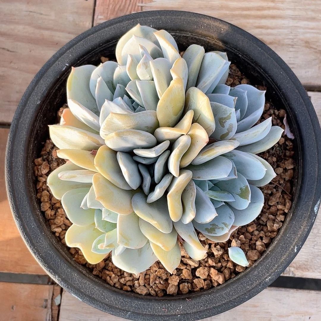 多肉植物多肉植物