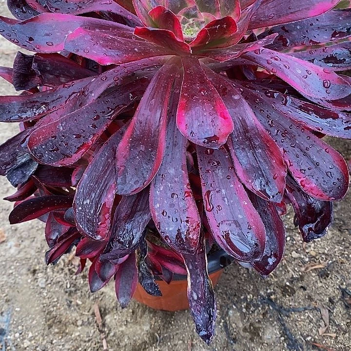 多肉巫毒超白460多肉