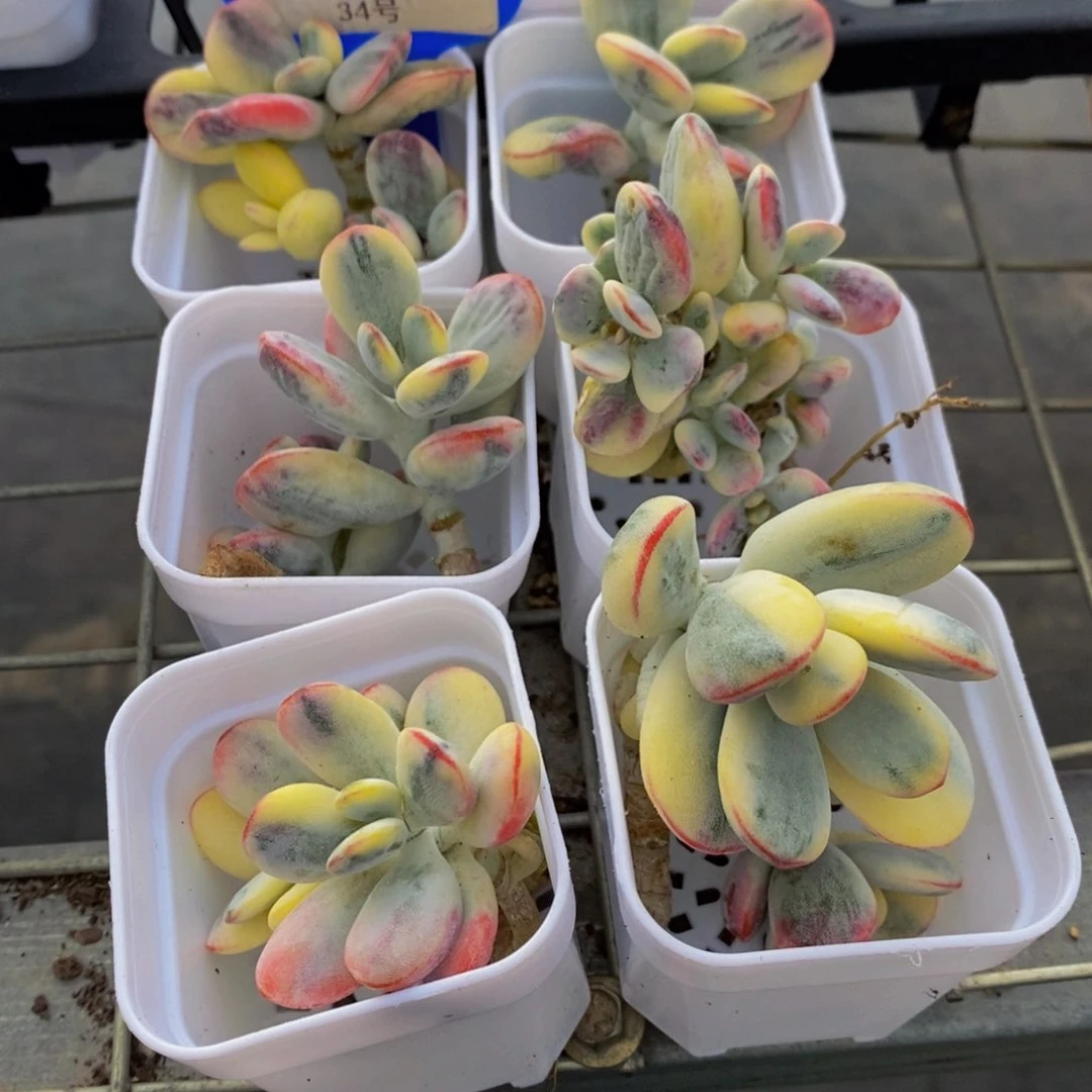 34-开播福利精品乒乓福娘锦单头两个