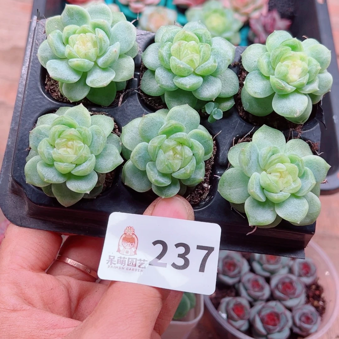 红***衣多肉植物多肉植物