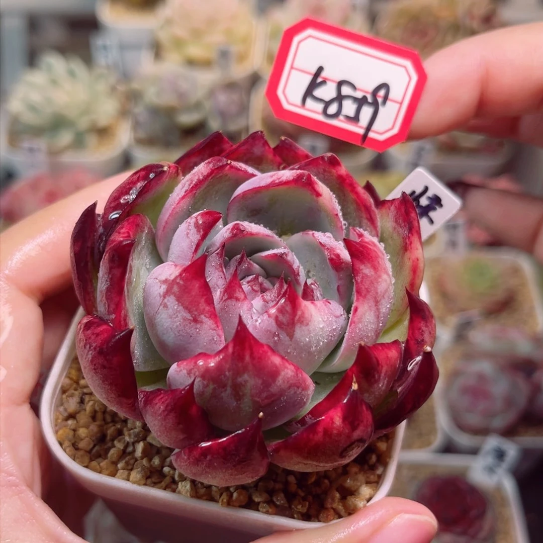 K859一物一拍 惊鸿