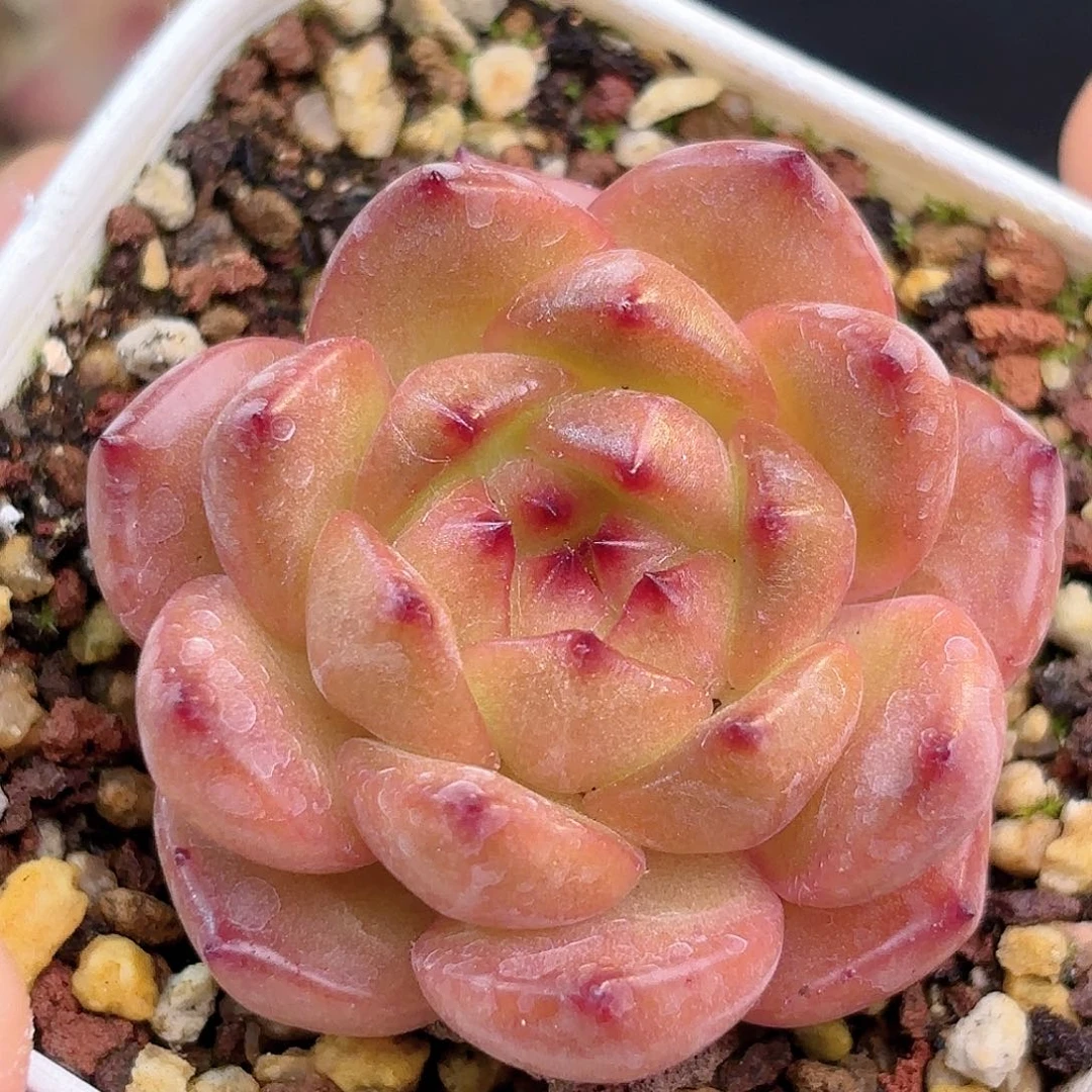 113 脱土发 凑满12.8发货 新疆西藏内蒙不发货