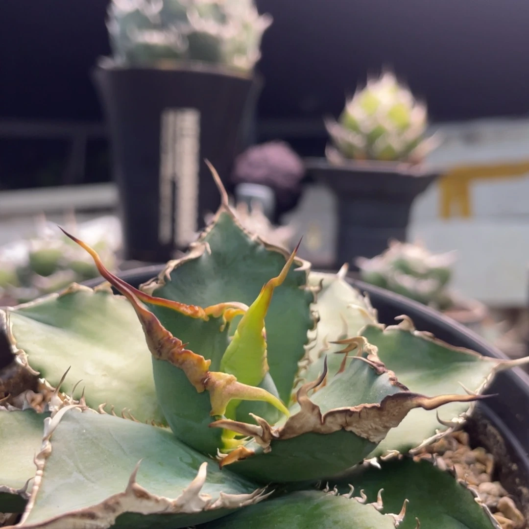 绿幽灵灯养999999999999