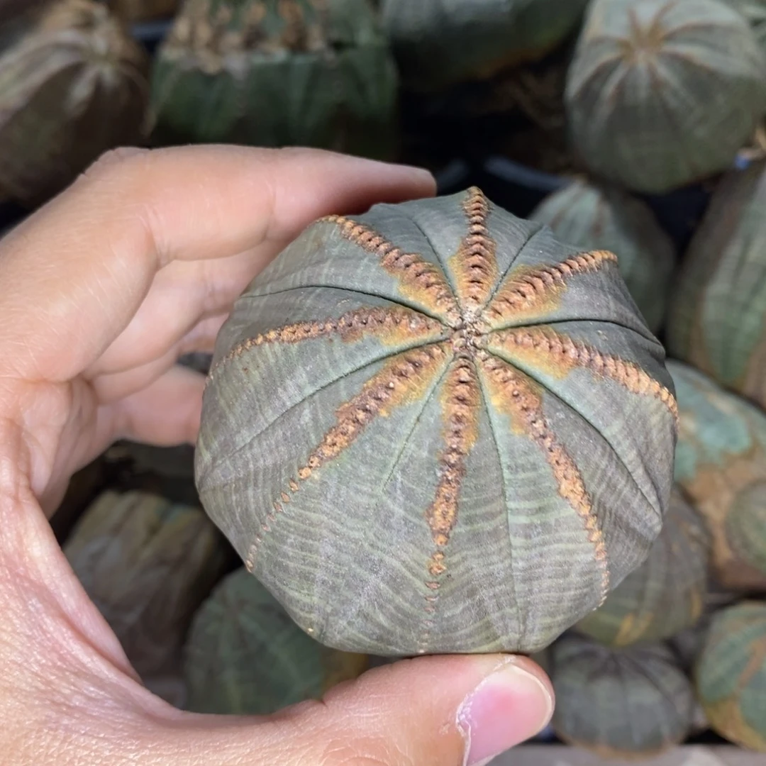 5 欧系实生布纹球多肉植物