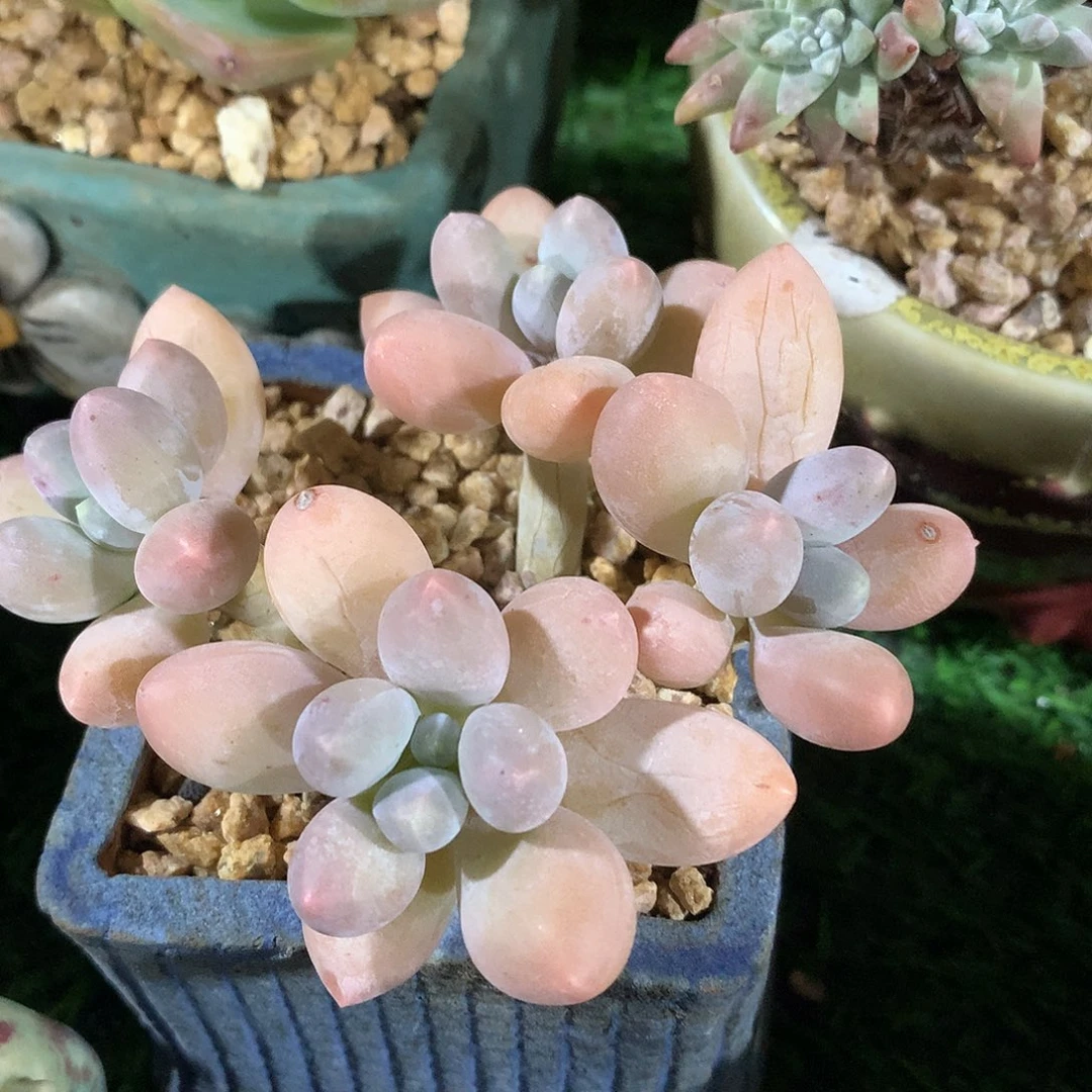 香水手指9 公分一物一拍