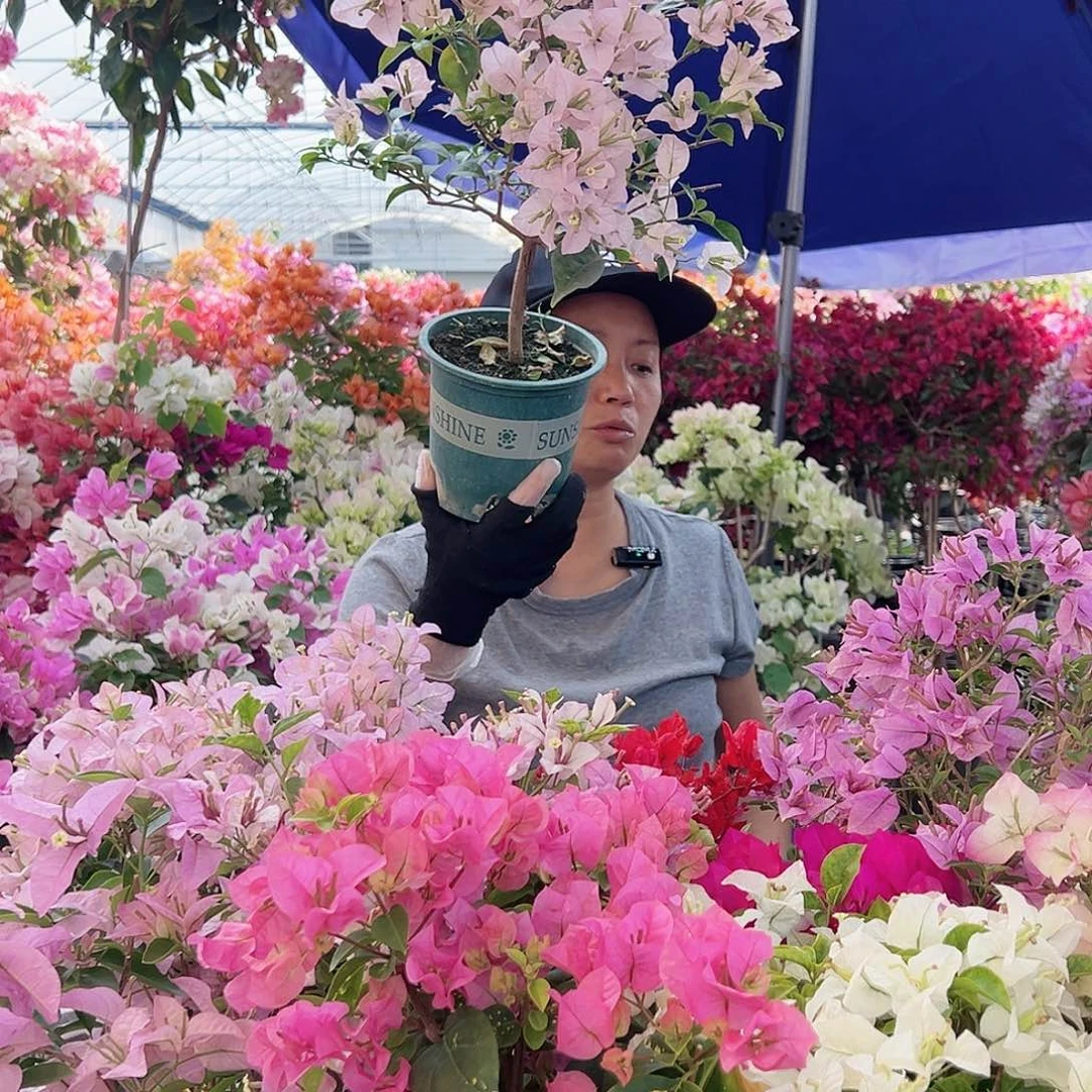 大部分花苞少量开放苹果花掌中宝一棵