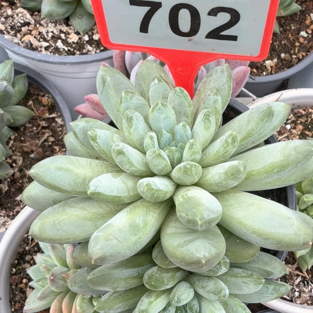森林之星多肉植物702