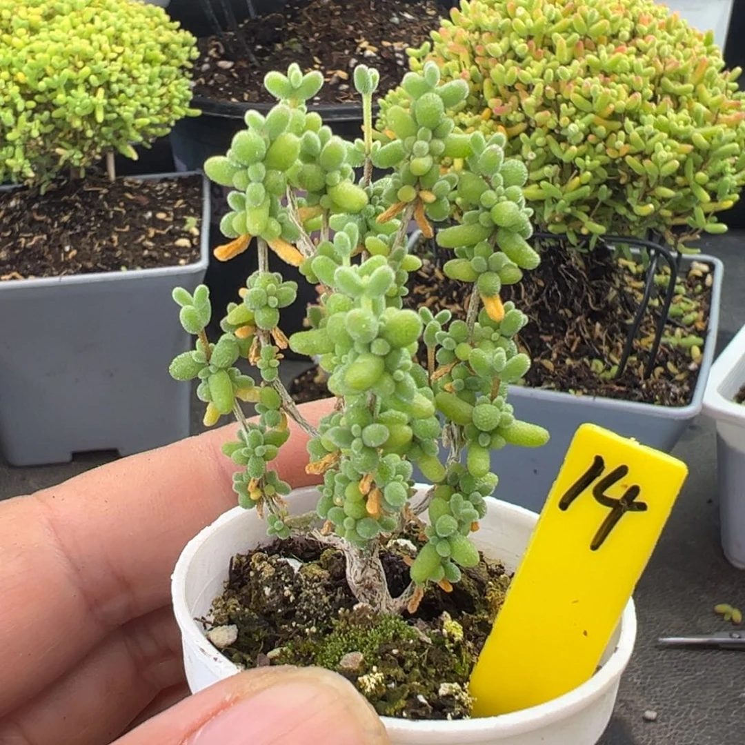 澄***明米粒枝干14号5cm盆