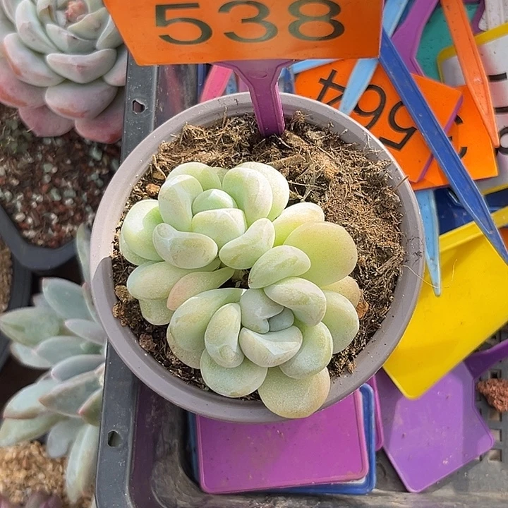 多肉植物玉麒麟538