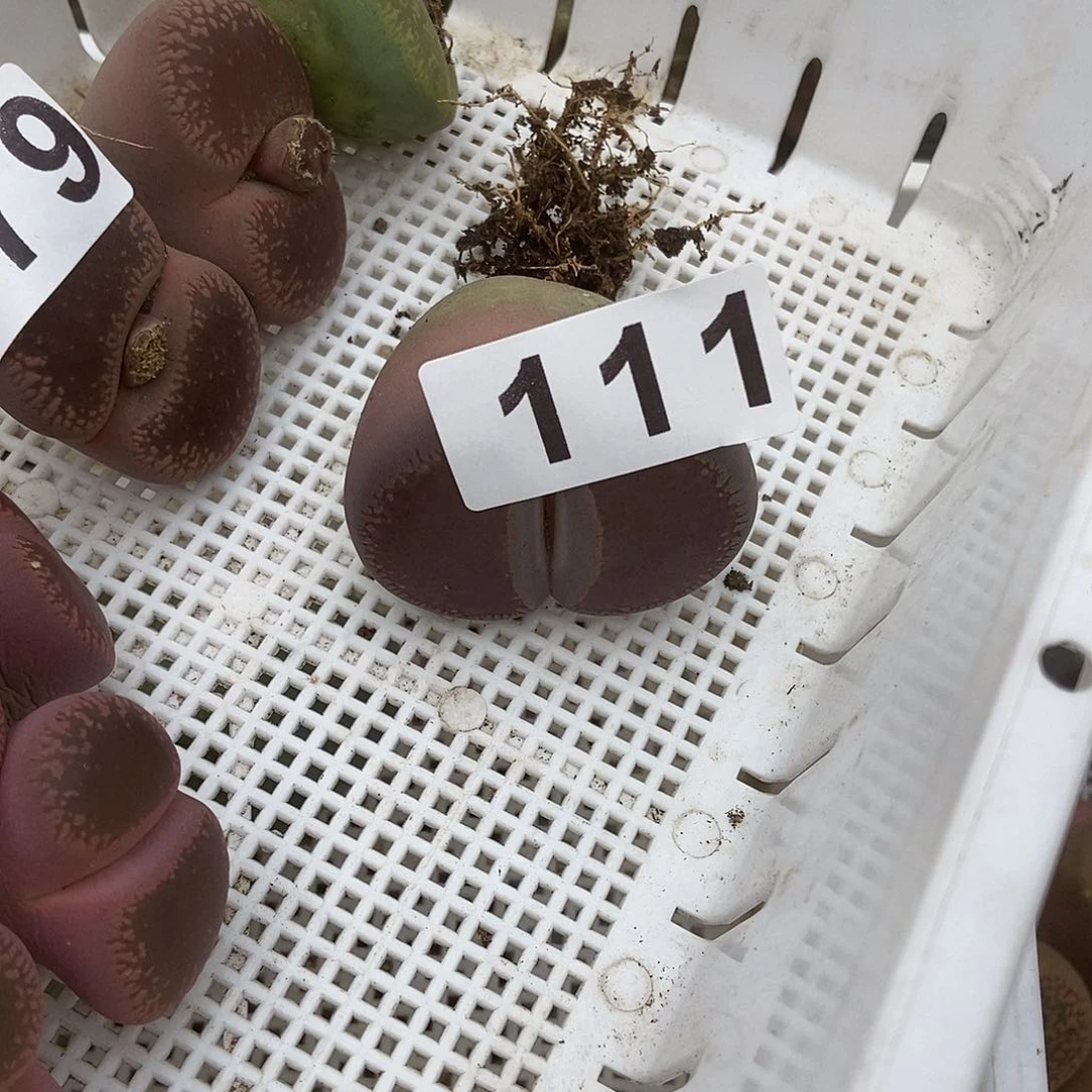 生石花一物一拍111