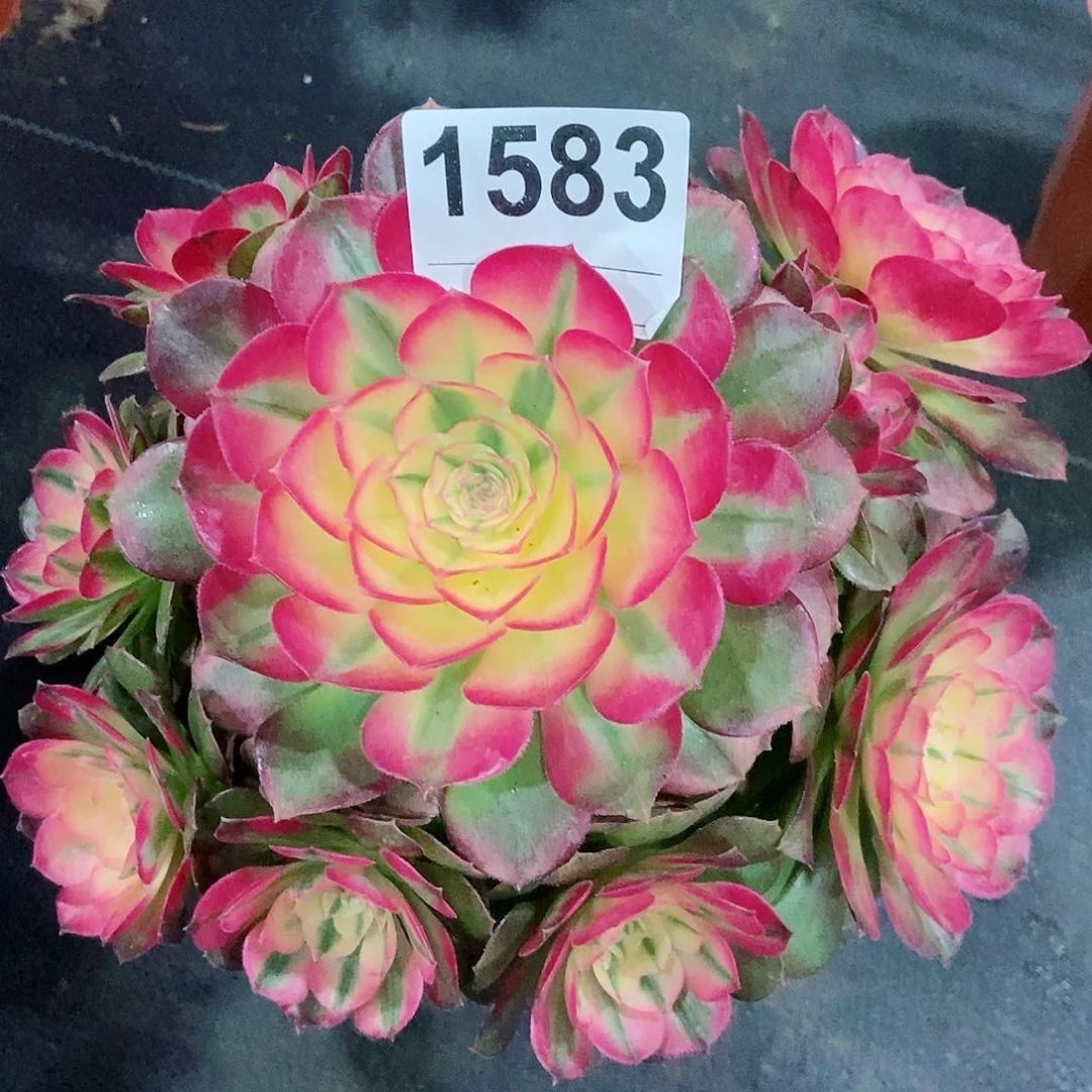 红陶1583荔枝3冠服18.