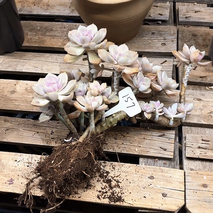 洋***粑多肉植物，紫乐157号