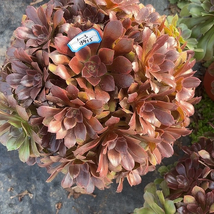 恶魔之吻多肉法师不包损15