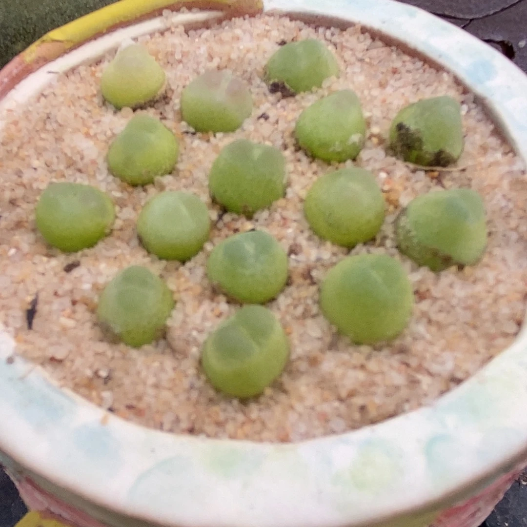 拉登一颗0.6-0.8厘米。