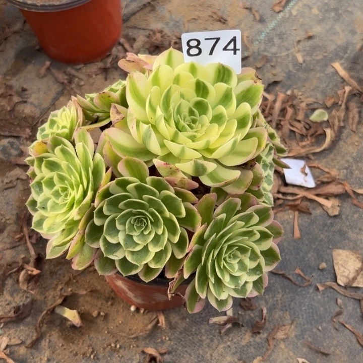 海王多肉植物不包损874小棵