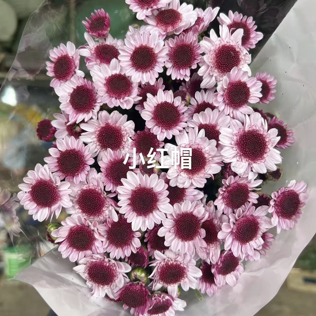【小红帽】小菊不包邮一个运费任意拍 云南鲜花基地直发