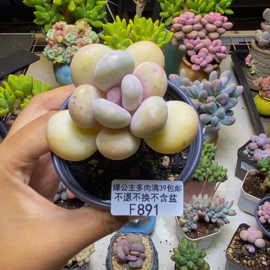 891彩虹奶多肉6cm