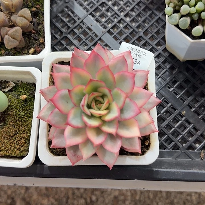 1534月光女神斤炖38包邮