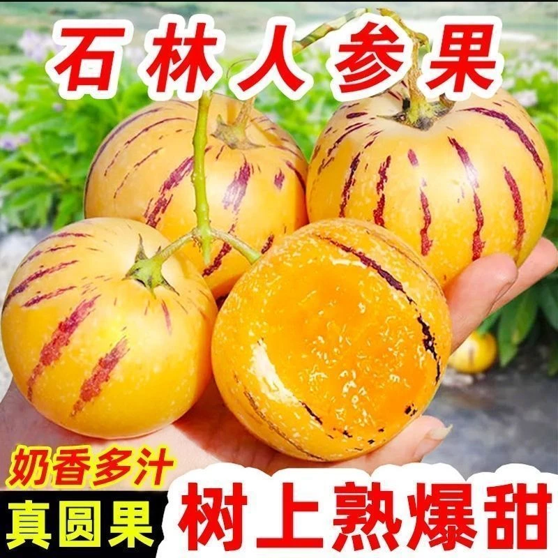 云南石林新鲜现摘黄肉果当季成熟多汁孕妇水果